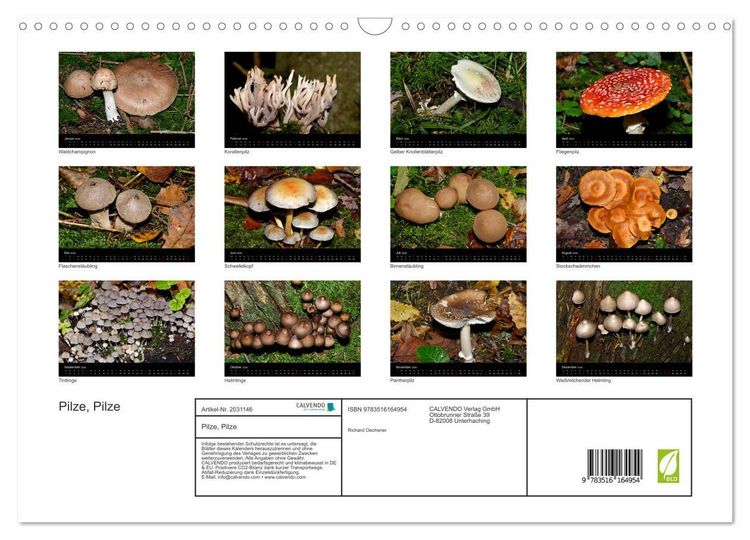 Produktbild: Pilze, Pilze (Wandkalender 2026 DIN A3 quer), CALVENDO Monatskalender