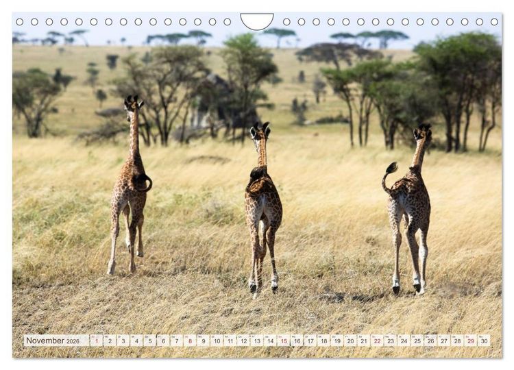 Produktbild: Tansania - Durch die Nationalparks Ostafrikas (Wandkalender 2026 DIN A4 quer), CALVENDO Monatskalender