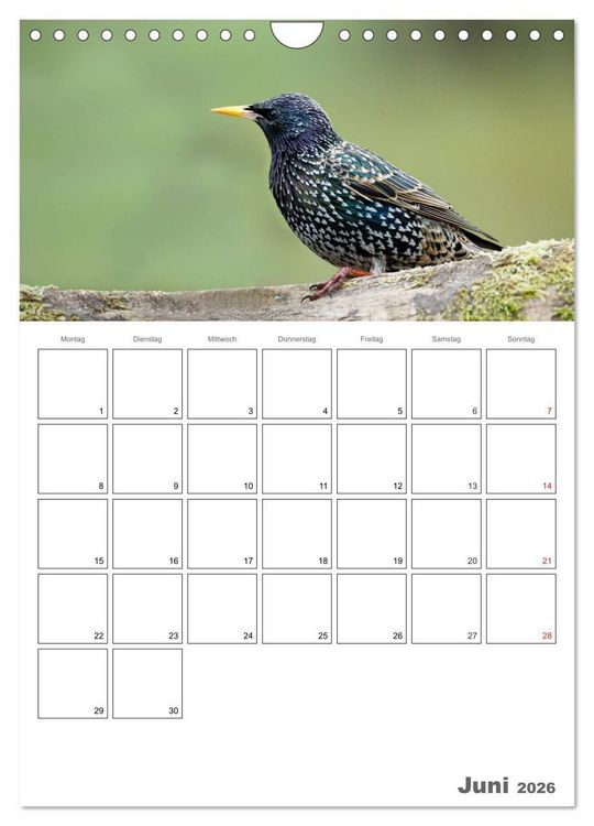 Produktbild: V&ouml;gel im heimischen Garten (Wandkalender 2026 DIN A4 hoch), CALVENDO Monatskalender