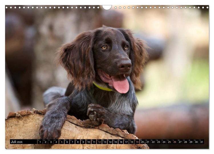 Produktbild: Faszination Jagdhund - Deutsch Langhaar (Wandkalender 2026 DIN A3 quer), CALVENDO Monatskalender