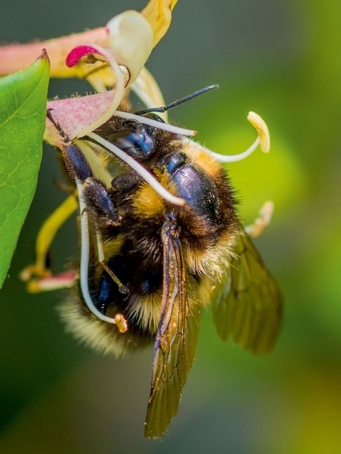 Produktbild: CALVENDO Puzzle Hummel auf Gei&szlig;blatt | 1000 Teile Lege-Gr&ouml;&szlig;e 64x48cm Foto-Puzzle f&uuml;r gl&uuml;ckliche Stunden