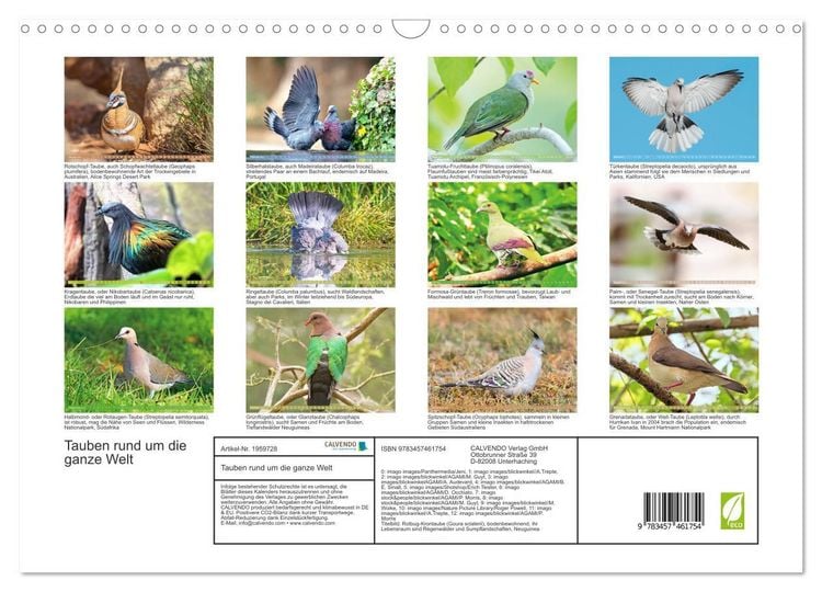 Produktbild: Tauben rund um die ganze Welt (Wandkalender 2026 DIN A3 quer), CALVENDO Monatskalender
