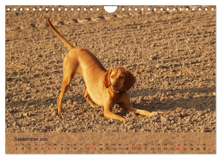 Produktbild: Magyar Vizsla - Ungarischer Vorstehhund (Wandkalender 2026 DIN A4 quer), CALVENDO Monatskalender