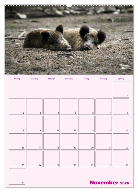 Produktbild: Schweinischer Terminplaner (Wandkalender 2026 DIN A2 hoch), CALVENDO Monatskalender