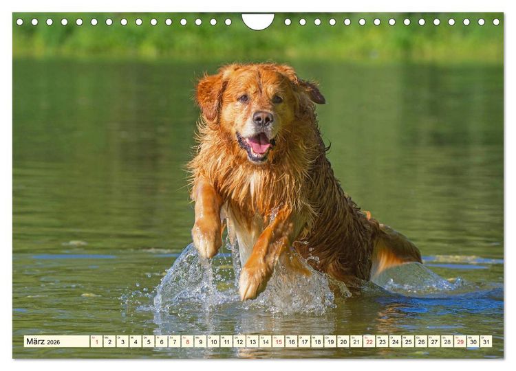 Produktbild: Golden Retriever - Freunde auf 4 Pfoten (Wandkalender 2026 DIN A4 quer), CALVENDO Monatskalender