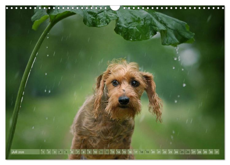 Produktbild: DACKELmix Elli Pirelli (Wandkalender 2026 DIN A3 quer), CALVENDO Monatskalender