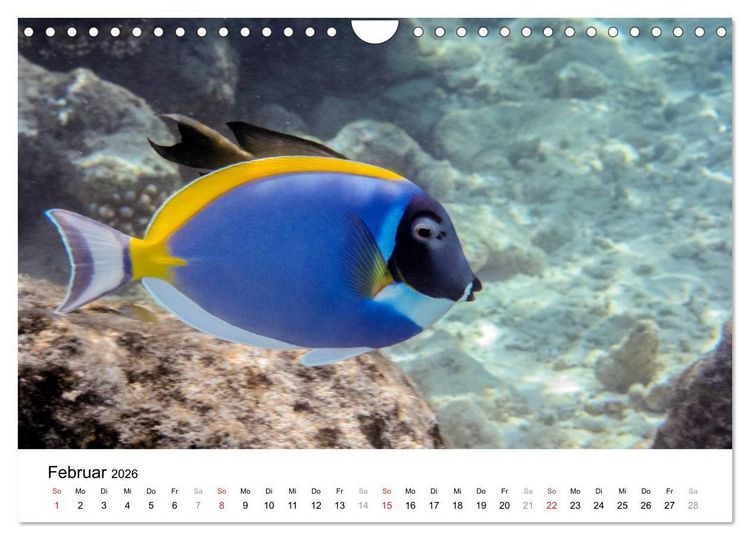 Produktbild: Unterwasserwelt der Malediven I (Wandkalender 2026 DIN A4 quer), CALVENDO Monatskalender