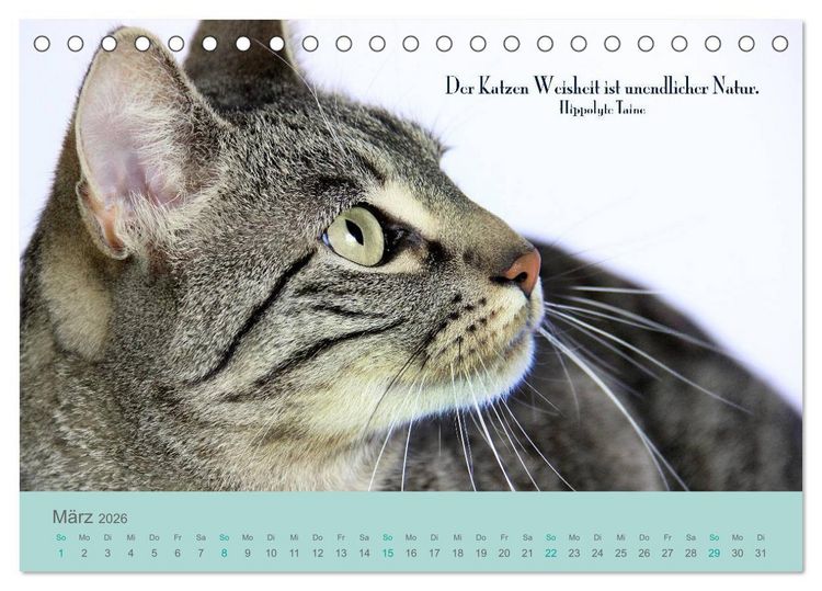 Produktbild: Katzenzitate 2026 (Tischkalender 2026 DIN A5 quer), CALVENDO Monatskalender