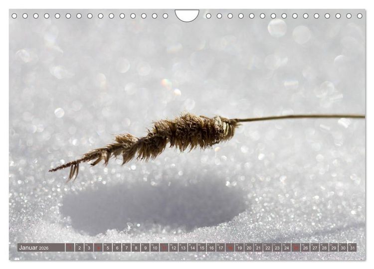Produktbild: Die Natur hautnah (Wandkalender 2026 DIN A4 quer), CALVENDO Monatskalender