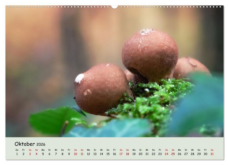 Produktbild: Waldbaden - Durch Achtsamkeit zu einer besseren Gesundheit (Wandkalender 2026 DIN A2 quer), CALVENDO Monatskalender