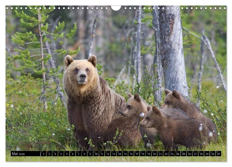 Produktbild: Magie des Augenblicks - Tierkinder - klein, aber wild (Wandkalender 2026 DIN A3 quer), CALVENDO Monatskalender