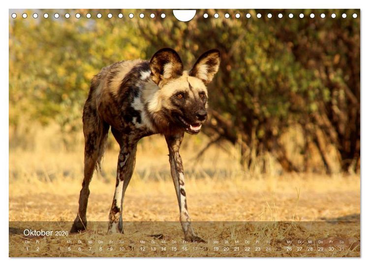 Produktbild: Botswana Wildlife (Wandkalender 2026 DIN A4 quer), CALVENDO Monatskalender