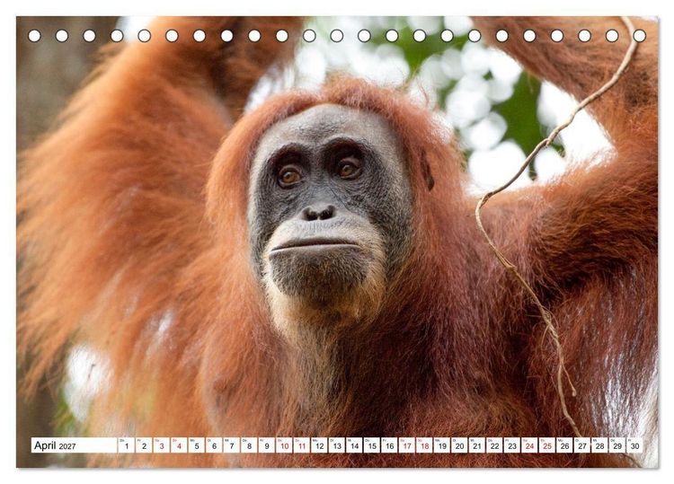 Produktbild: Orang-Utans - Menschen des Regenwaldes (Tischkalender 2027 DIN A5 quer), CALVENDO Monatskalender
