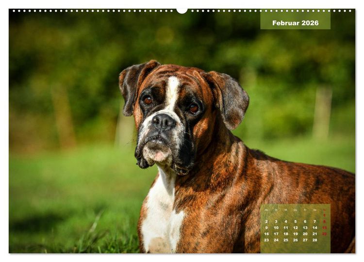 Produktbild: Einmal Boxer - immer Boxer (hochwertiger Premium Wandkalender 2026 DIN A2 quer), Kunstdruck in Hochglanz