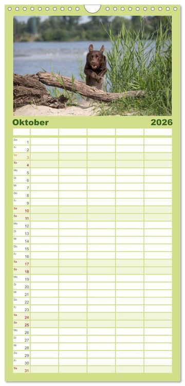 Produktbild: Familienplaner 2026 - POWERHUNDE 2026 mit 5 Spalten (Wandkalender, 21 x 45 cm) CALVENDO