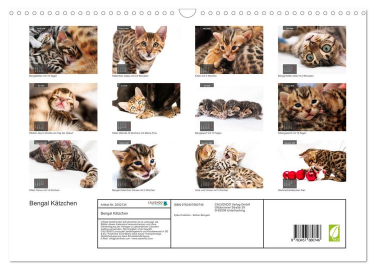 Produktbild: Bengal K&auml;tzchen (Wandkalender 2026 DIN A3 quer), CALVENDO Monatskalender
