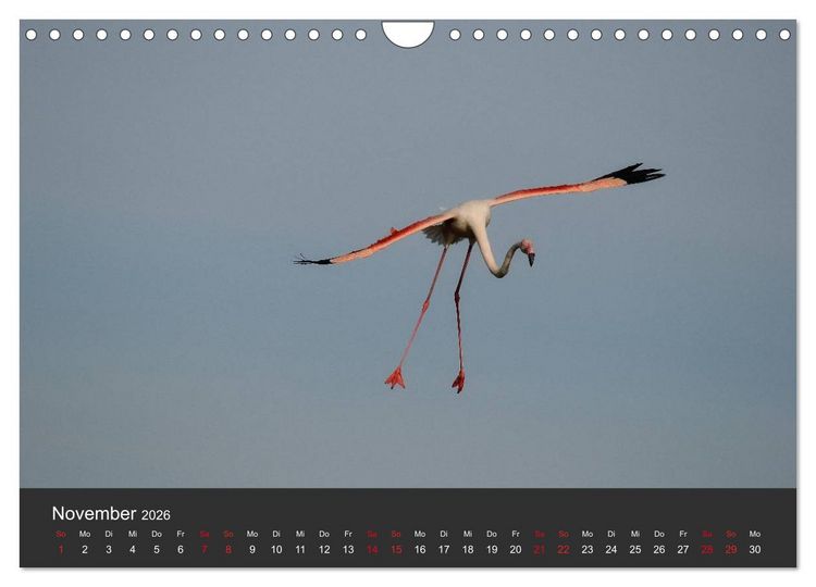 Produktbild: Pretty Flamingo (Wandkalender 2026 DIN A4 quer), CALVENDO Monatskalender