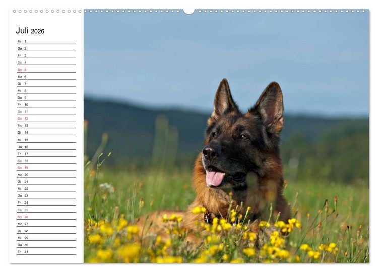 Produktbild: Deutsche Sch&auml;ferhunde - Senioren auf vier Pfoten (hochwertiger Premium Wandkalender 2026 DIN A2 quer), Kunstdruck in Hochglanz