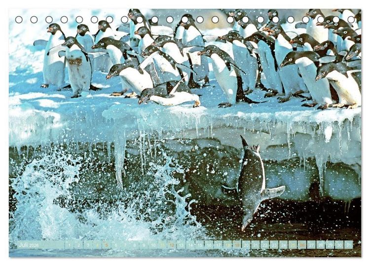 Produktbild: Pinguine: Gehupft wie gesprungen (Tischkalender 2026 DIN A5 quer), CALVENDO Monatskalender