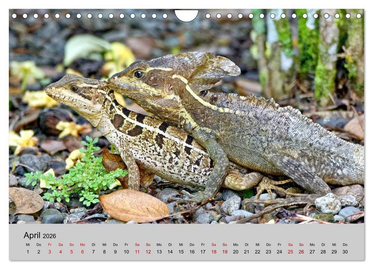 Produktbild: COSTA RICA - Tierische Momente (Wandkalender 2026 DIN A4 quer), CALVENDO Monatskalender