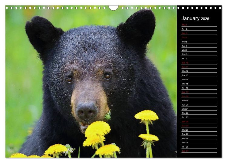 Produktbild: North America's Wildlife (Wall Calendar 2026 DIN A3 landscape), CALVENDO 12 Month Wall Calendar