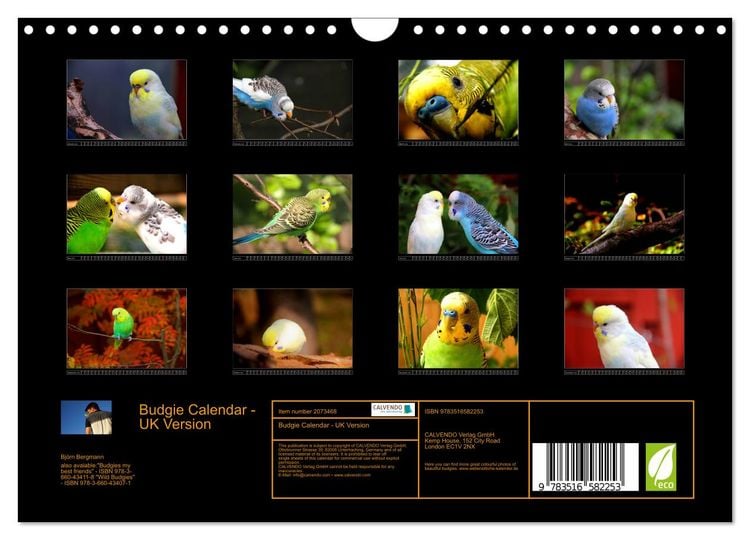 Produktbild: Budgie Calendar - UK Version (Wall Calendar 2026 DIN A4 landscape), CALVENDO 12 Month Wall Calendar