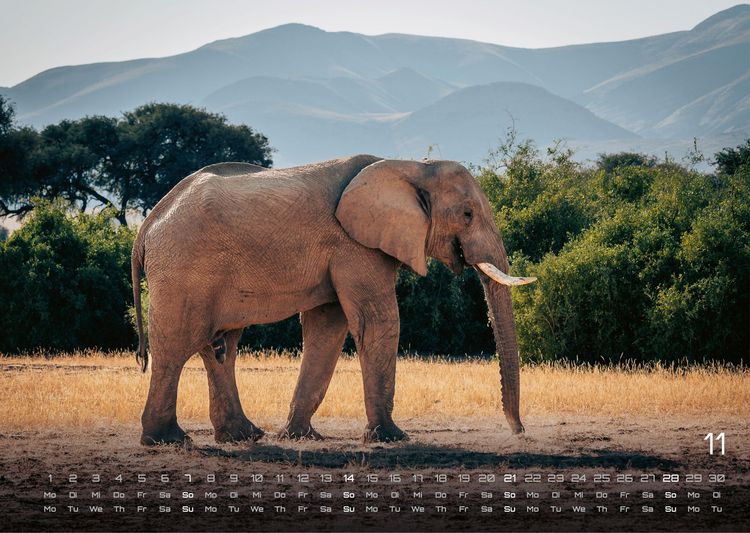 Produktbild: Elefanten - einzigartige Giganten - 2027 - Kalender DIN A3