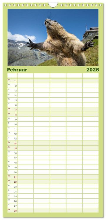 Produktbild: Familienplaner 2026 - Alpenmurmeltiere - Stars vor der Kamera mit 5 Spalten (Wandkalender, 21 x 45 cm) CALVENDO