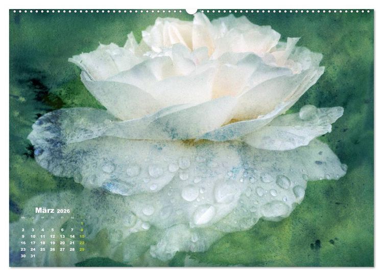 Produktbild: Rosen Romantik (Wandkalender 2026 DIN A2 quer), CALVENDO Monatskalender