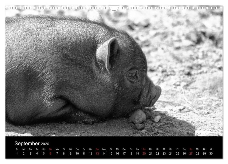 Produktbild: Das Leben der Schweine (Wandkalender 2026 DIN A3 quer), CALVENDO Monatskalender
