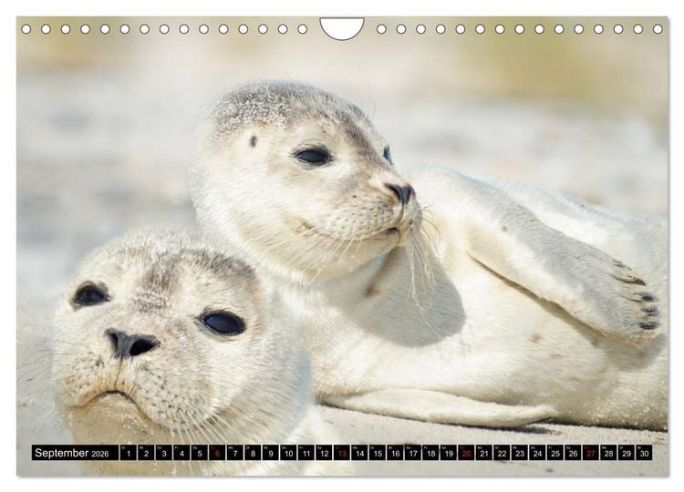 Produktbild: Robben an der Nordsee (Wandkalender 2026 DIN A4 quer), CALVENDO Monatskalender