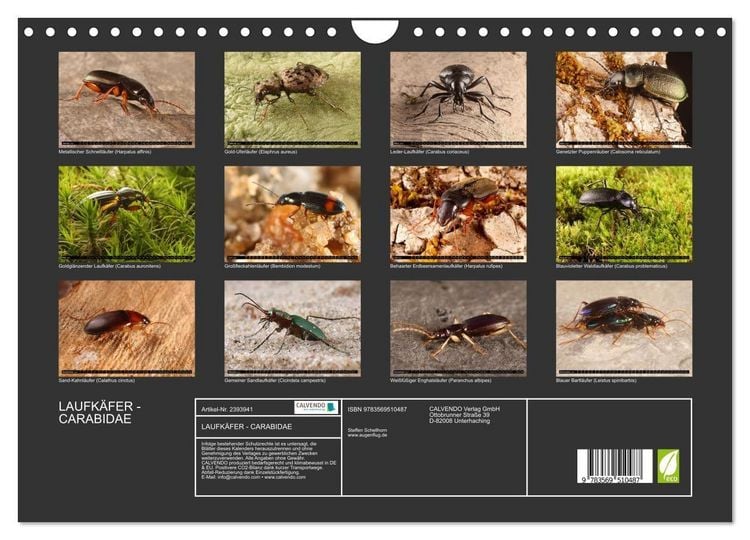 Produktbild: LAUFK&Auml;FER - CARABIDAE (Wandkalender 2027 DIN A4 quer), CALVENDO Monatskalender