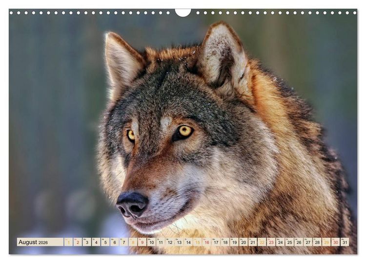 Produktbild: Wolf - Imposanter J&auml;ger (Wandkalender 2026 DIN A3 quer), CALVENDO Monatskalender