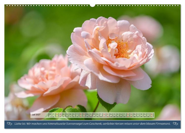 Produktbild: Rosen, Liebe ist (Wandkalender 2027 DIN A2 quer), CALVENDO Monatskalender