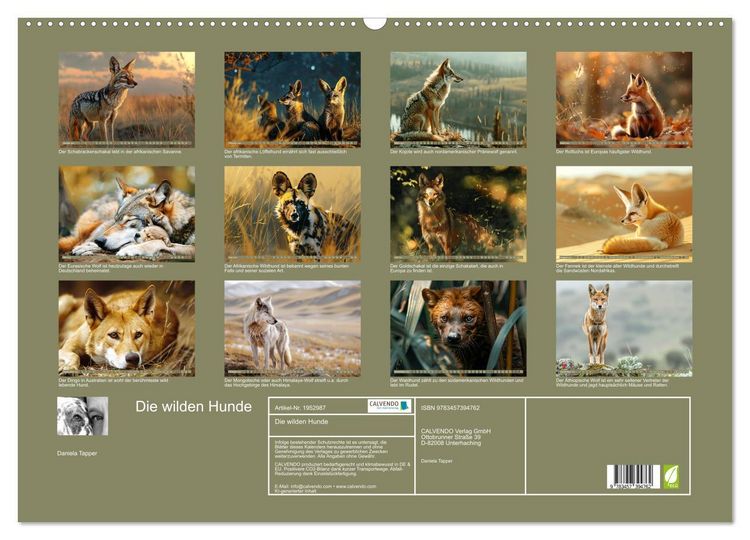 Produktbild: Die wilden Hunde (Wandkalender 2026 DIN A2 quer), CALVENDO Monatskalender