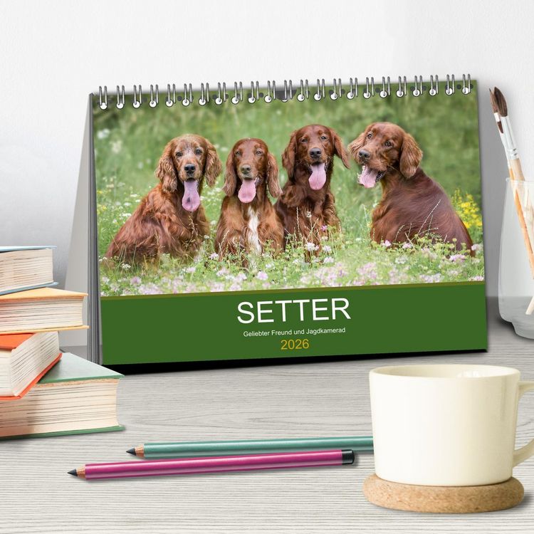 Produktbild: Setter - Geliebter Freund und Jagdkamerad (Tischkalender 2026 DIN A5 quer), CALVENDO Monatskalender