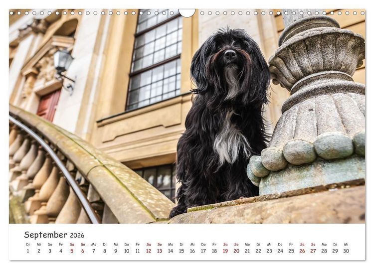 Produktbild: Berlin City Dogs - Berliner Hunde (Wandkalender 2026 DIN A3 quer), CALVENDO Monatskalender