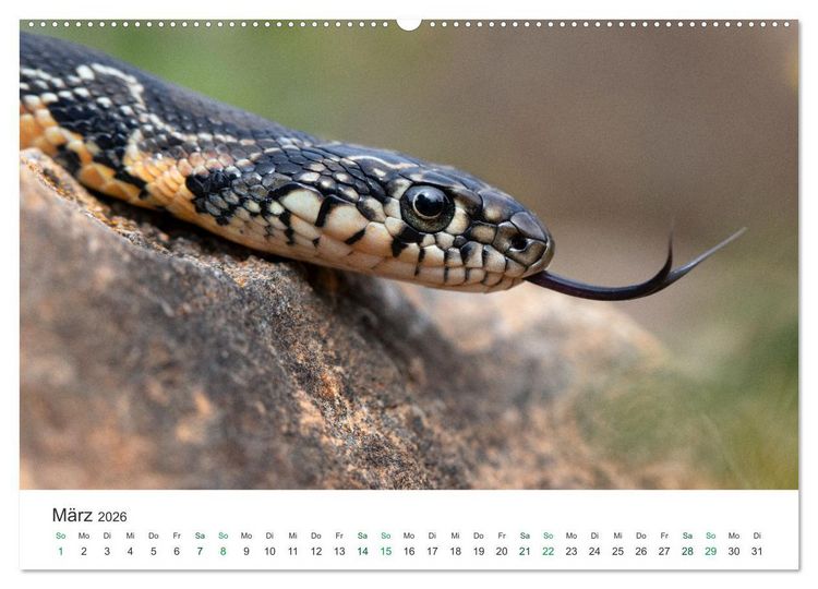 Produktbild: Schlangen - Portraits europ&auml;ischer Arten (hochwertiger Premium Wandkalender 2026 DIN A2 quer), Kunstdruck in Hochglanz