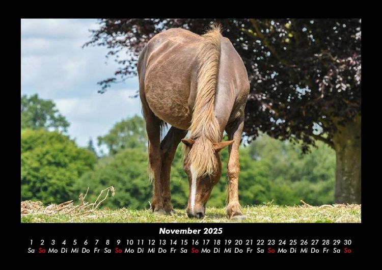 Produktbild: Die Welt der Pferde 2025 Fotokalender DIN A3
