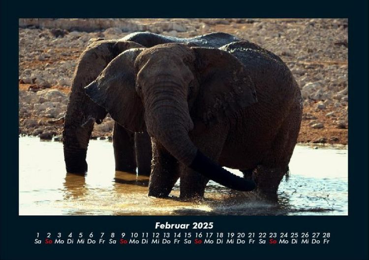 Produktbild: Elefanten - Die sanften Riesen Afrikas 2025 Fotokalender DIN A4