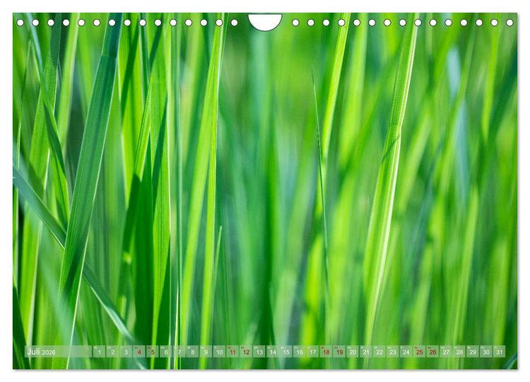 Produktbild: GR&Uuml;N Harmonie Wachstum Zufriedenheit (Wandkalender 2026 DIN A4 quer), CALVENDO Monatskalender