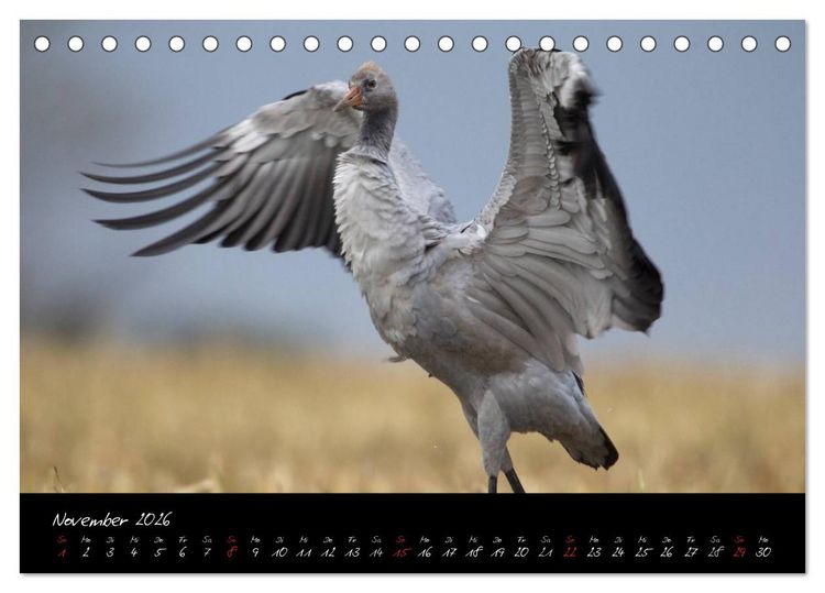 Produktbild: Kraniche - V&ouml;gel des Gl&uuml;cks (Tischkalender 2026 DIN A5 quer), CALVENDO Monatskalender
