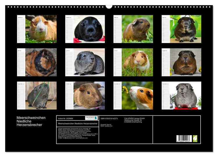 Produktbild: Meerschweinchen Niedliche Herzensbrecher (Wandkalender 2026 DIN A2 quer), CALVENDO Monatskalender