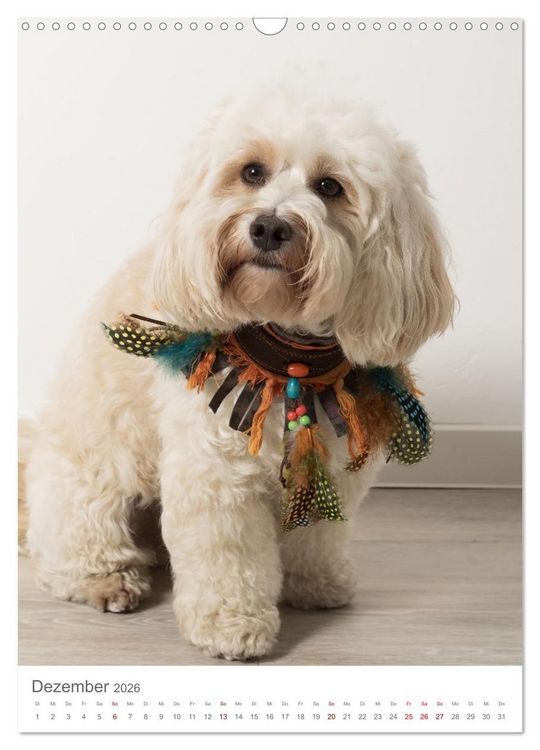 Produktbild: Maltipoo - Malteser - Pudel 2026 (Wandkalender 2026 DIN A3 hoch), CALVENDO Monatskalender