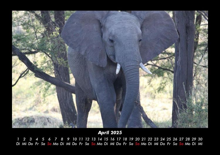 Produktbild: Der Tierkalender 2025 Fotokalender DIN A3