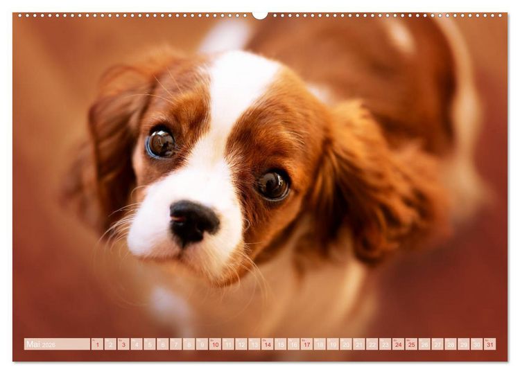 Produktbild: Der Welpenkalender - Cavalier King Charles Spaniel (hochwertiger Premium Wandkalender 2026 DIN A2 quer), Kunstdruck in Hochglanz