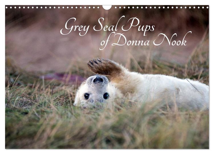 Produktbild: Grey Seal Pups of Donna Nook (Wall Calendar 2026 DIN A3 landscape), CALVENDO 12 Month Wall Calendar