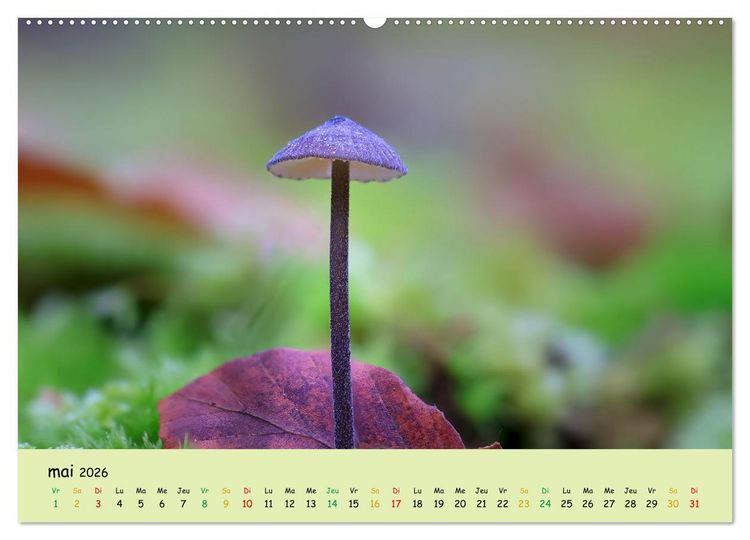 Produktbild: Champignons tout en couleurs (Calendrier mural 2026 DIN A2 vertical) calendrier de bureau