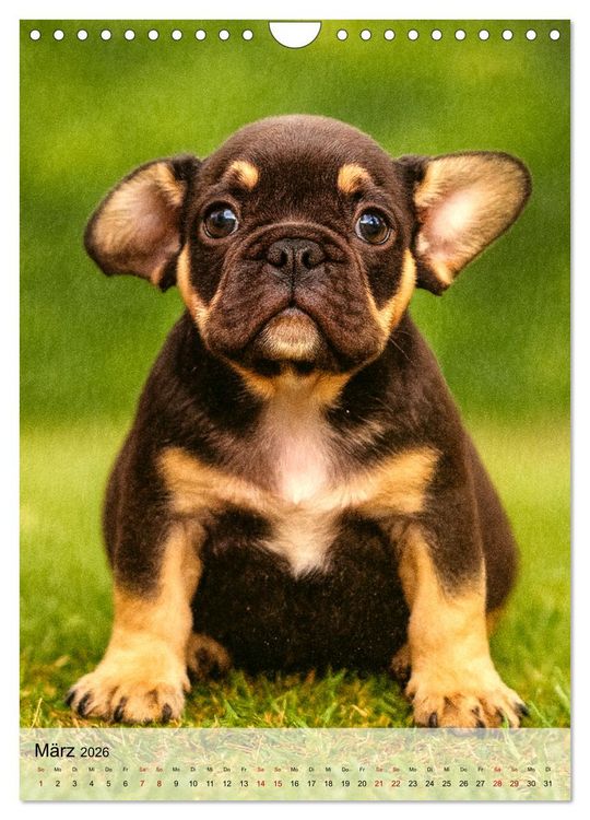 Produktbild: Frenchies Love &ndash; Kleine Schnuten ganz gro&szlig; - Franz&ouml;sische Bulldoggen Welpen unwiderstehlich s&uuml;&szlig; (Wandkalender 2026 DIN A4 hoch), CALVENDO Monatskalender