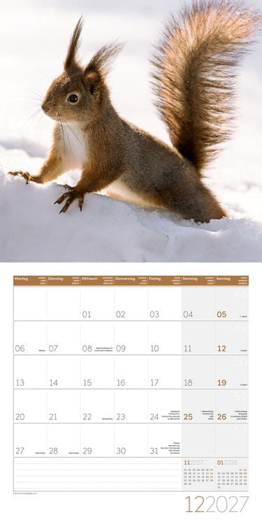 Produktbild: Eichh&ouml;rnchen Kalender 2027 - 30x30 - Art12